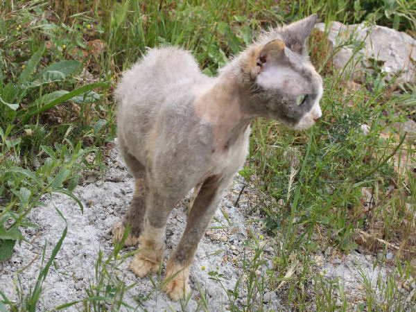 Devon Rex