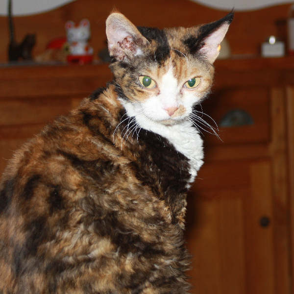 Devon Rex